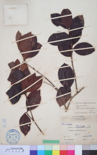 Specimen thumbnail